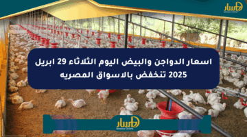 أسعار الدواجن والبيض اليوم الثلاثاء 29 أبريل 2025 تنخفض بالأسواق المصرية